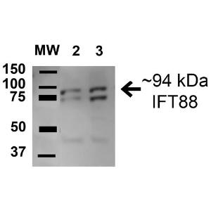 Western blot analysis of human HeLa and HEK293T cell lysates showing detection of 94.3 kDa IFT88 protein using Anti-IFT88 Antibody (A304920) at 1:1,000 for 1 hour at room temperature