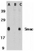 Western blot analysis of Smac in mouse heart tissue lysate in the absence (A) or presence (B) of blocking peptide (2411P) and in rat heart tissue lysate with Smac antibody at 1 &#956;g /ml.