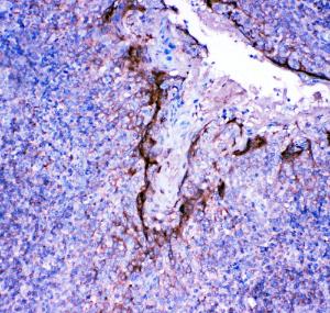 Anti-Profilin 2 Rabbit Polyclonal Antibody