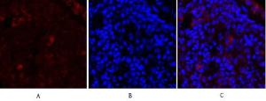 Antibody anti-synapsin 100 µg