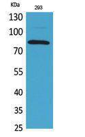 Antibody anti-MCM7 100 µg