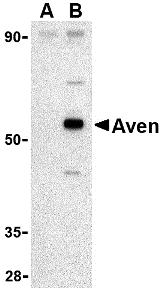 Western blot analysis of Aven in Raji cell lysate with Aven antibody at 1 &#956;g/mL in (A) the presence and (B) the absence of blocking peptide (2413P).