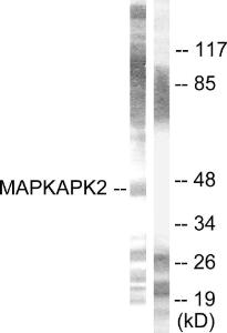 Anti-MAPKAPK2/3 Rabbit Polyclonal Antibody