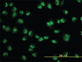 Anti-USP15 Mouse Monoclonal Antibody [clone: 1C10]