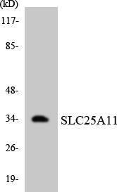 Western blot analysis of the lysates from HepG2 cells using Anti-SLC25A11 Antibody