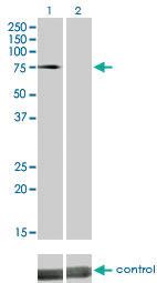 Anti-DMPK Mouse Monoclonal Antibody [clone: 2F7]