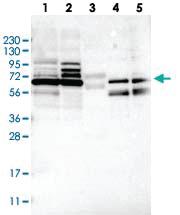 Anti-MUM1L1 Rabbit Polyclonal Antibody