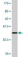 Anti-TCEA1 Mouse Monoclonal Antibody [clone: 1B7]