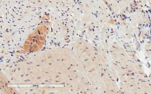 Anti-GPR120 Antibody (A84574) (2µg/ml) staining of paraffin embedded Human Colon. Microwaved antigen retrieval with citrate buffer pH 6, HRP-staining.