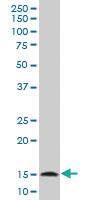 Anti-TOMM20 Mouse Polyclonal Antibody