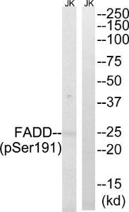 Anti-FADD Rabbit Polyclonal Antibody