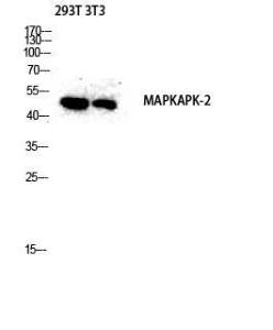 Anti-MAPKAPK2/3 Rabbit Polyclonal Antibody