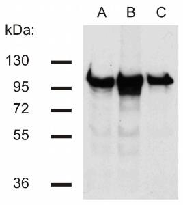 Western blotting analysis of beta-catenin in murine 3T3 (A), C57 (B) and KW1 (C) cell lines using Anti-beta Catenin Antibody (A86465)