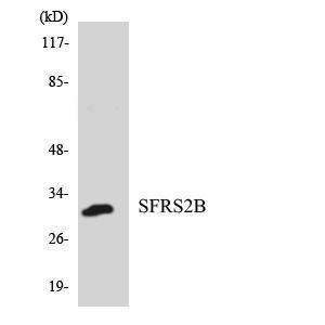 Western blot analysis of the lysates from HepG2 cells using Anti-SFRS2B Antibody