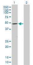 Anti-DMRT1 Rabbit Polyclonal Antibody