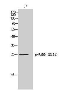 Anti-FADD Rabbit Polyclonal Antibody