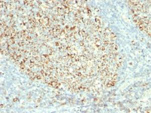 Immunohistochemical analysis of formalin-fixed, paraffin-embedded human tonsil using Anti-Mitochondria Antibody [MTC02]