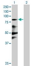 Anti-ZNF287 Mouse Polyclonal Antibody