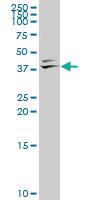 Anti-GKAP1 Mouse Polyclonal Antibody