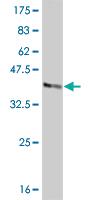 Anti-GABPA Mouse Monoclonal Antibody [clone: 5B6]