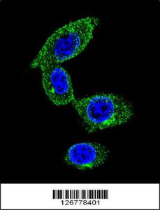 Anti-SORBS1 Rabbit Polyclonal Antibody (Biotin)