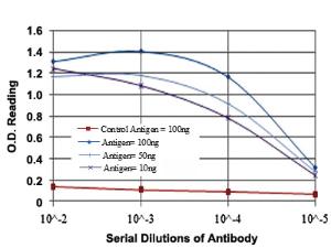 Anti-CCT2 Mouse Monoclonal Antibody [clone: 5B5C4]