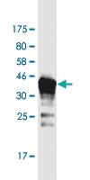 Anti-DAZAP2 Mouse Monoclonal Antibody [clone: 8G5]