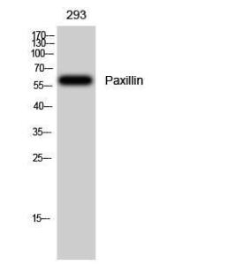 Anti-Paxillin Rabbit Polyclonal Antibody