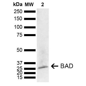 Western blot analysis of mouse brain showing detection of ~18.3 kDa BAD protein using Anti-Bad Antibody (A304922) at 1:1,000 for 2 hours at room temperature