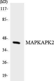 Western blot analysis of the lysates from HeLa cells using Anti-MAPKAPK2 Antibody