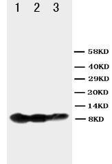 Anti-BAFF Receptor Rabbit Polyclonal Antibody