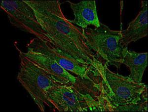 Immunofluorescence staining of AHNAK1 in human primary fibroblasts using Anti-AHNAK1 Antibody (A86476 / green). Actin filaments were decorated by phalloidin (red) and cell nuclei stained with DAPI (blue)