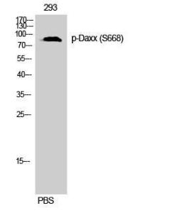 Western blot analysis of 293 cells using Anti-Daxx (phospho Ser668) Antibody