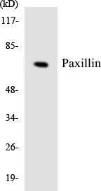 Western blot analysis of the lysates from HepG2 cells using Anti-Paxillin Antibody