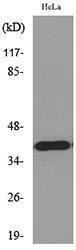 Western blot analysis of lysate from HeLa cells using Anti-MCL1 Antibody