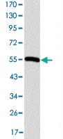 Anti-CCT2 Mouse Monoclonal Antibody [clone: 5B5C4]