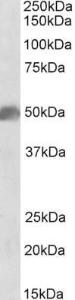 Anti-SOX10 Antibody (A84577) (0.1 µg/ml) staining of Human Cerebellum lysate (35 µg protein in RIPA buffer). Primary incubation was 1 hour. Detected by chemilu minescence