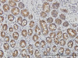 Anti-TOMM20 Mouse Monoclonal Antibody [clone: 4F3]