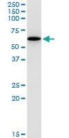 Anti-GABPA Mouse Monoclonal Antibody