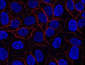 Immunofluorescence staining of AHNAK1 in HeLa cell line using Anti-AHNAK1 Antibody (A86476 / red). Cell nuclei stained with DAPI (blue)