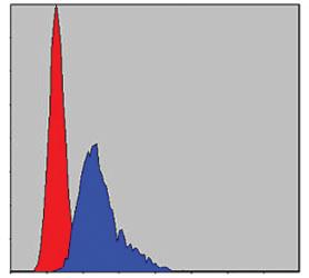 Anti-CCT2 Mouse Monoclonal Antibody [clone: 5B5C4]