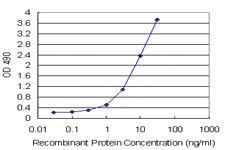 Anti-TCEA2 Polyclonal Antibody Pair