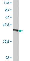 Anti-TOMM20 Mouse Polyclonal Antibody