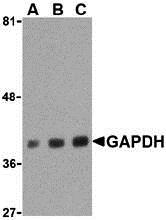 Western blot analysis of LKB1 in PC-3 cell lysate with LKB1 antibody at 1 &#956;g/mL in the (A) absence or (B) presence of blocking peptide.