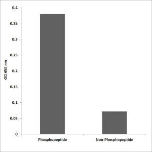 ELISA for immunogen phosphopeptide (left) and non-phosphopeptide (right) using Anti-Chk1 (phospho Ser296) Antibody