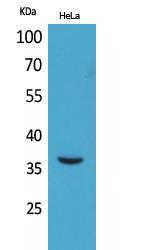 Western blot analysis of HeLa cells using Anti-MCL1 Antibody