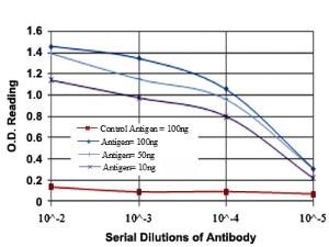 Anti-ENG Mouse Monoclonal Antibody [clone: 3A9]