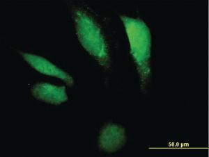 Anti-DNASE2 Mouse Polyclonal Antibody