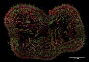 Immunohistochemistry staining (frozen sections) of murine tongue by Anti-AHNAK1 Antibody (A86476 / red). Actin filaments were decorated by phalloidin (green), cell nuclei stained with DAPI (blue)