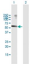 Anti-USP3 Mouse Polyclonal Antibody